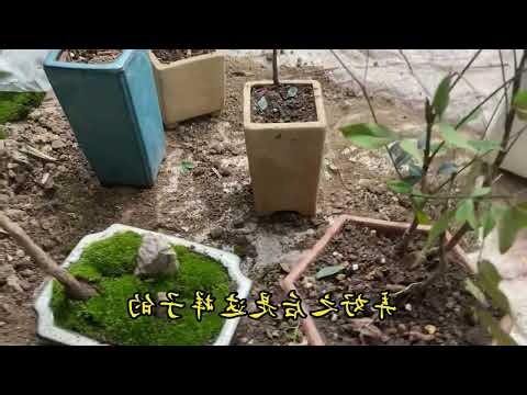 南天竹 盆栽